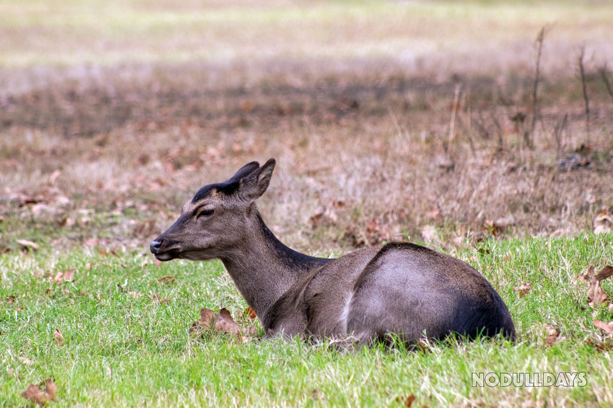Woolaroc Wildlife Preserve, USA