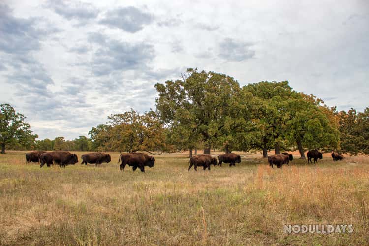 Woolaroc Wildlife Preserve