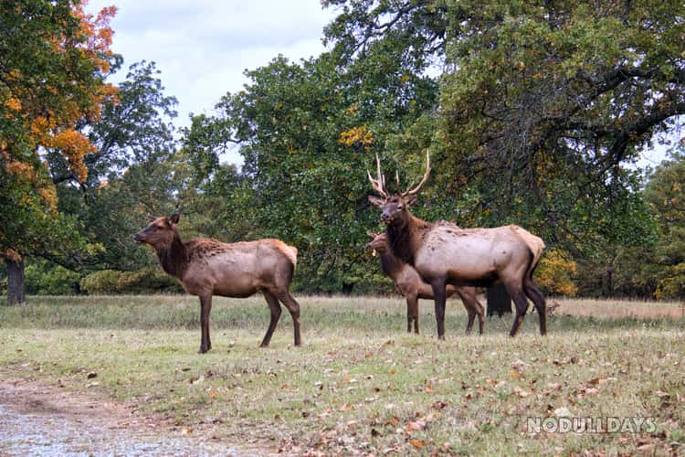 Woolaroc Wildlife Preserve