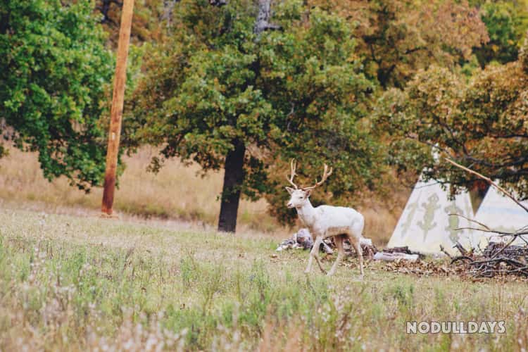 Woolaroc Wildlife Preserve