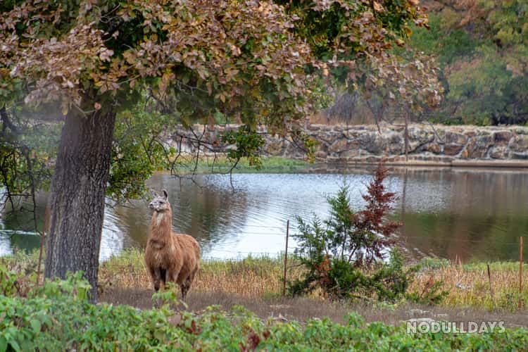 Woolaroc Wildlife Preserve