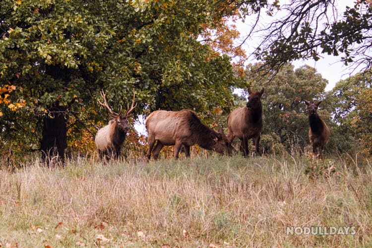 Woolaroc Wildlife Preserve