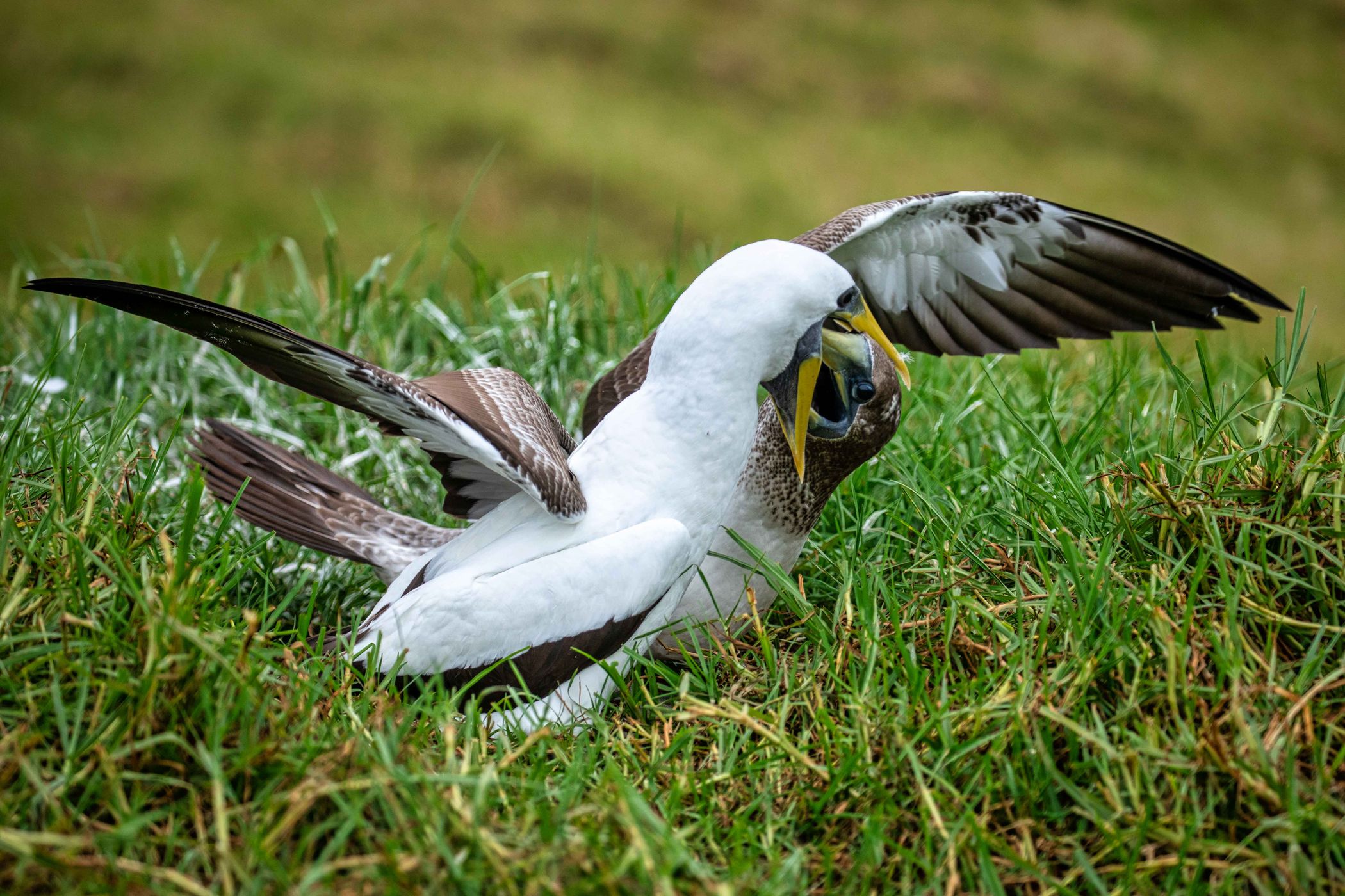 A parent feeding its young Tasman Booby, Norfolk Island, Norfolk Island
