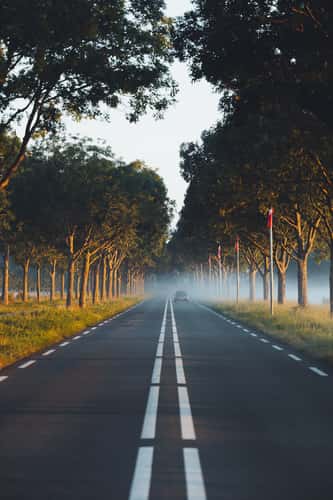 Beautiful alley near Kinderdjik, Netherlands
