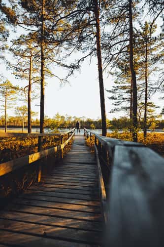 Boardwalk towards Kamarusjärv