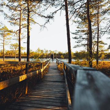 Boardwalk towards Kamarusjärv, Estonia