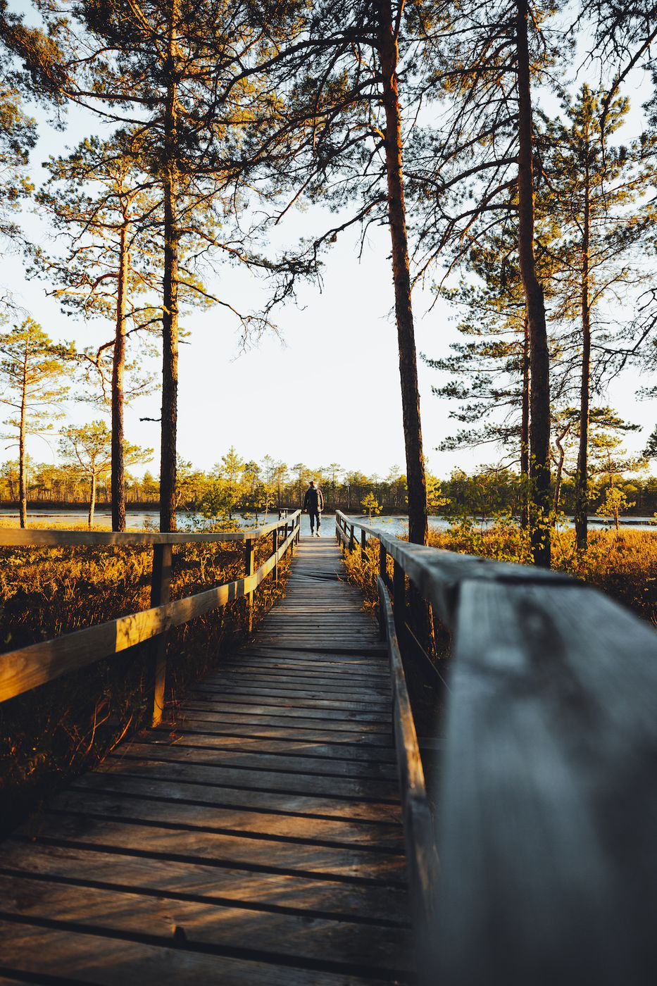 Boardwalk towards Kamarusjärv, Estonia