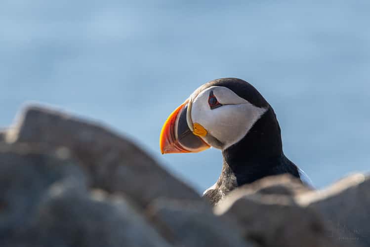 Cape Bonavista - Puffin Colony