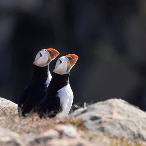 Cape Bonavista - Puffin Colony