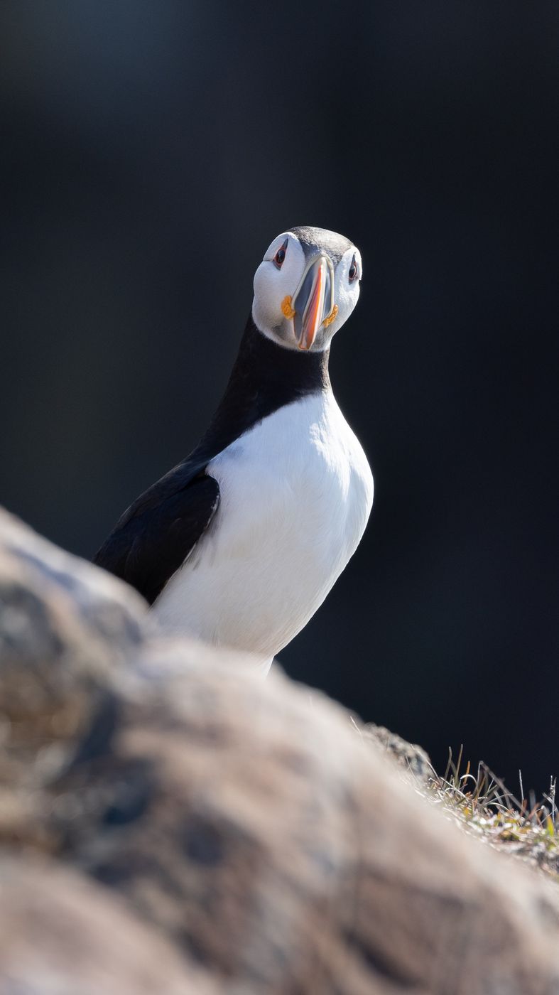 Cape Bonavista - Puffin Colony, Canada