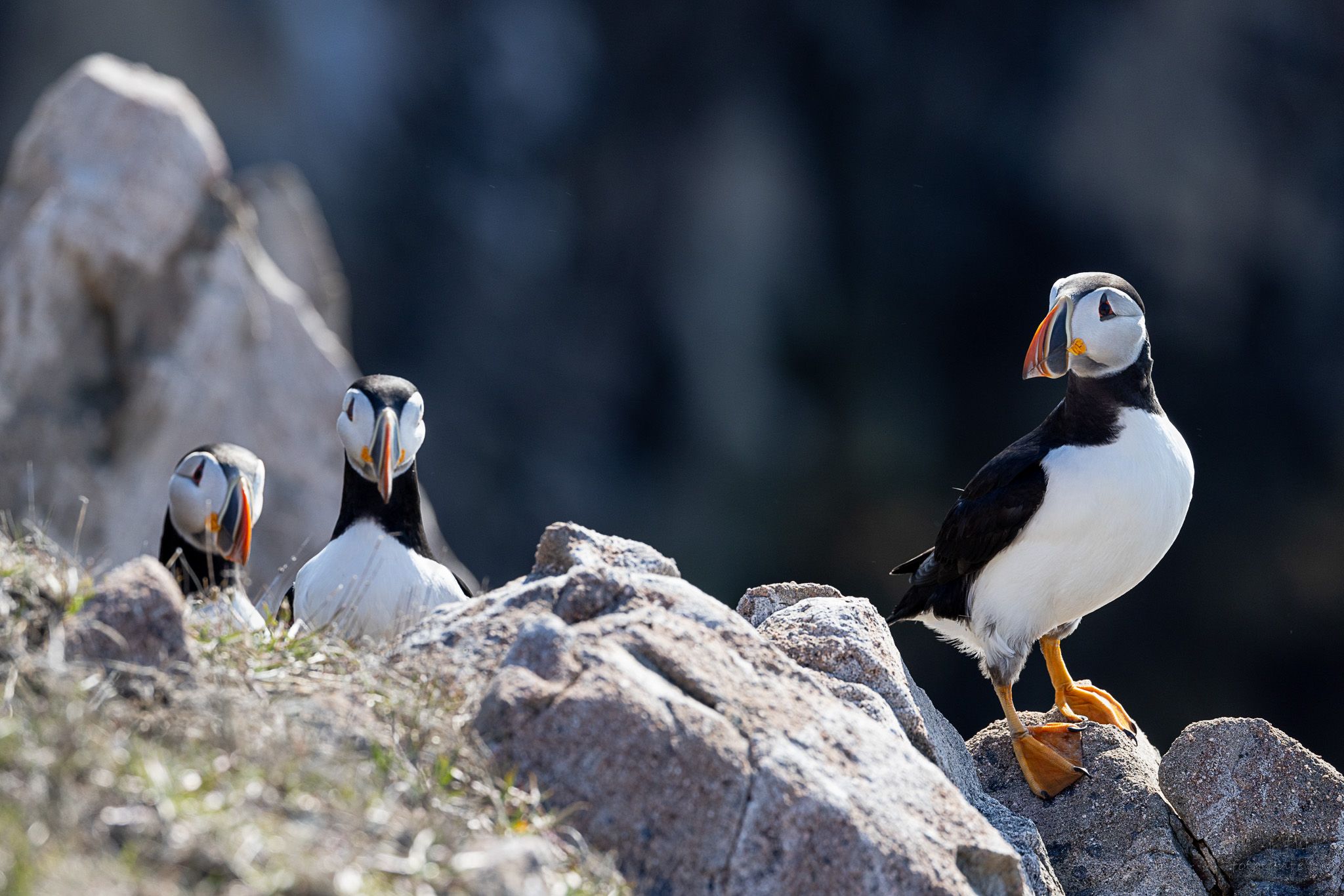 Cape Bonavista - Puffin Colony, Canada
