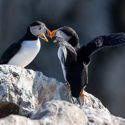 Cape Bonavista - Puffin Colony, Canada