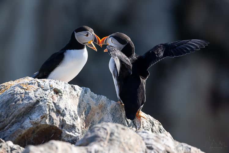 Cape Bonavista - Puffin Colony