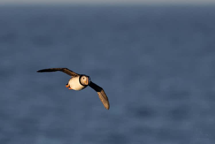 Cape Bonavista - Puffin Colony