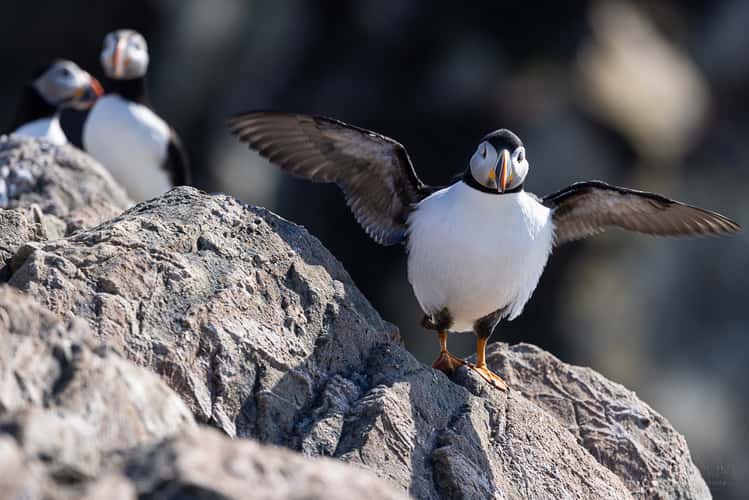 Cape Bonavista - Puffin Colony