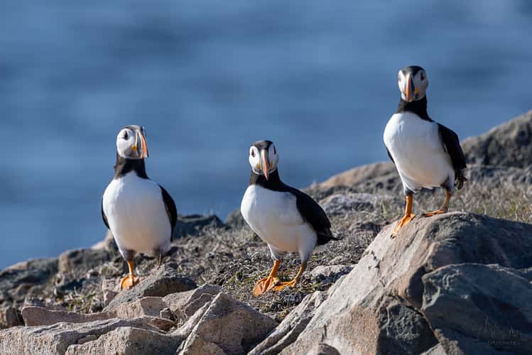 Cape Bonavista - Puffin Colony