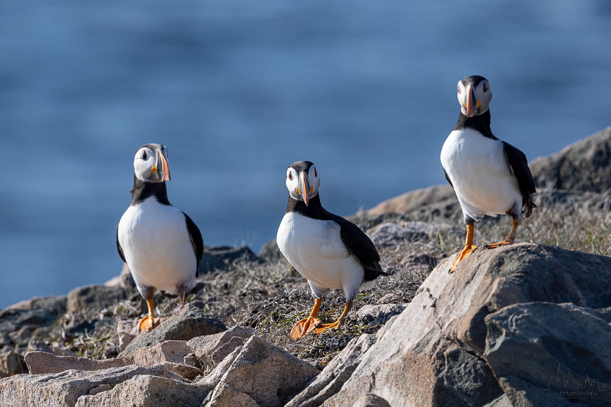 Cape Bonavista - Puffin Colony, Canada