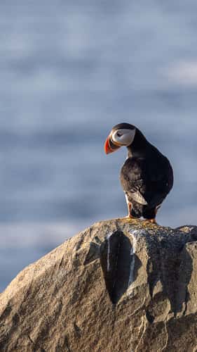 Cape Bonavista - Puffin Colony