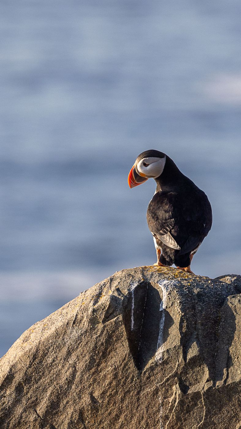 Cape Bonavista - Puffin Colony, Canada