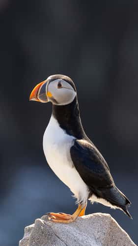 Cape Bonavista - Puffin Colony