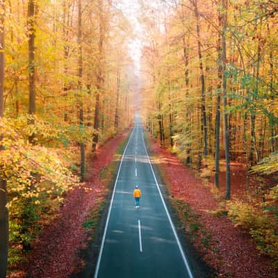 Forest next to Runkel, Germany