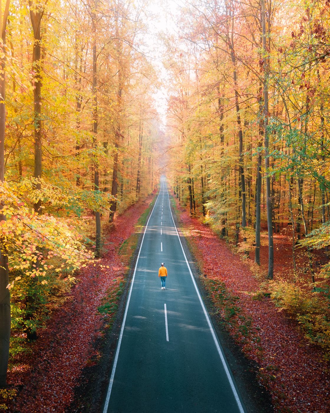 Forest next to Runkel, Germany