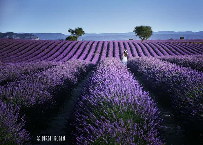 Lavender field in Valensole