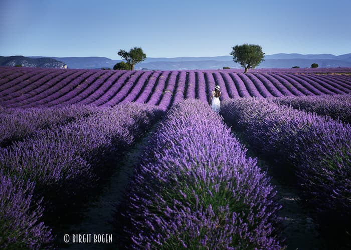 Lavender field in Valensole