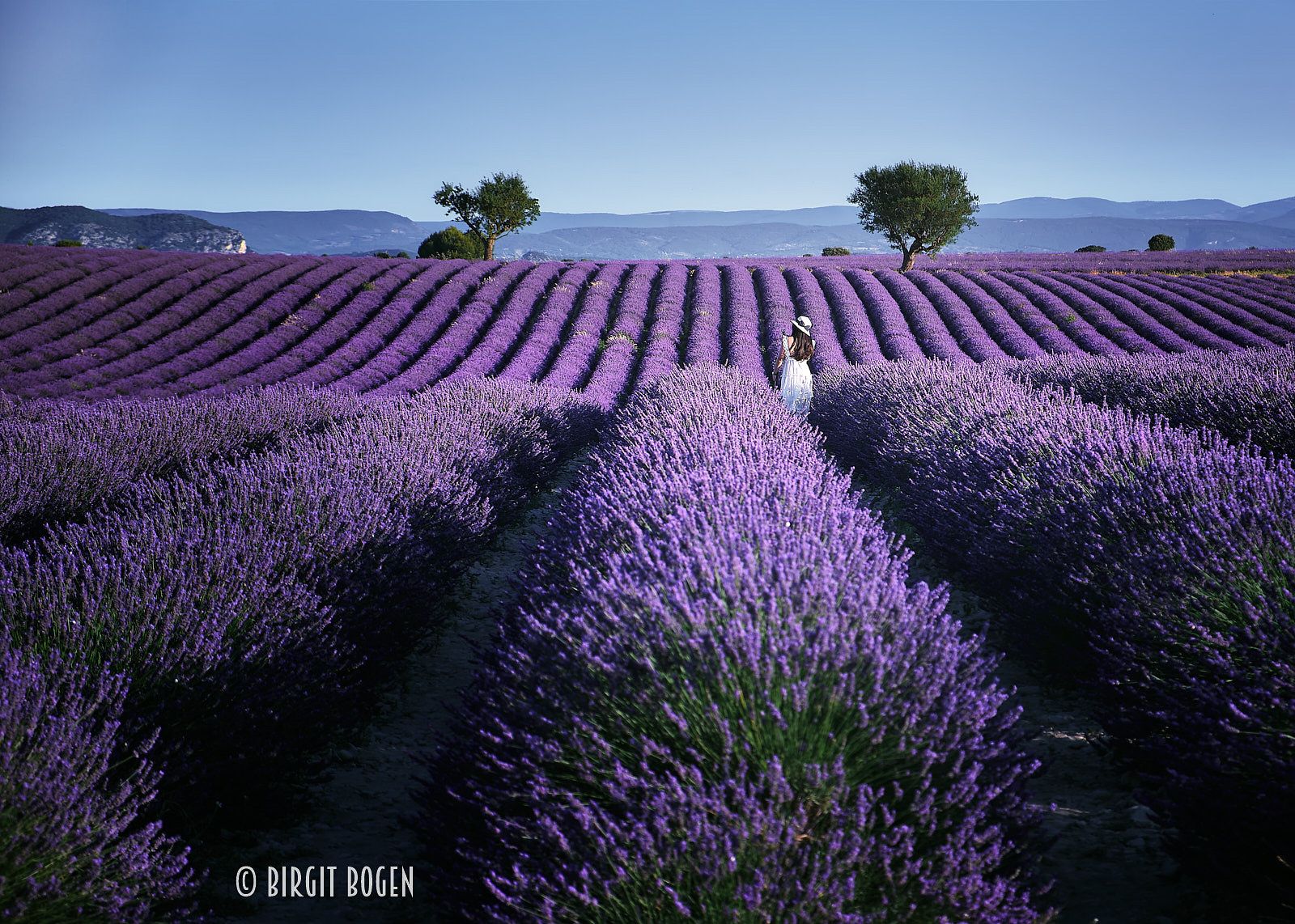 Lavender field in Valensole, France
