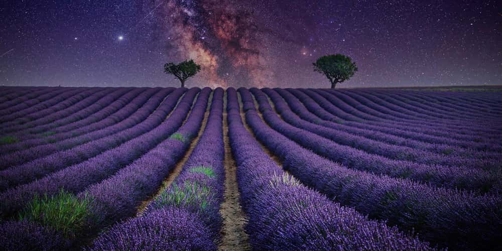 Lavender field in Valensole