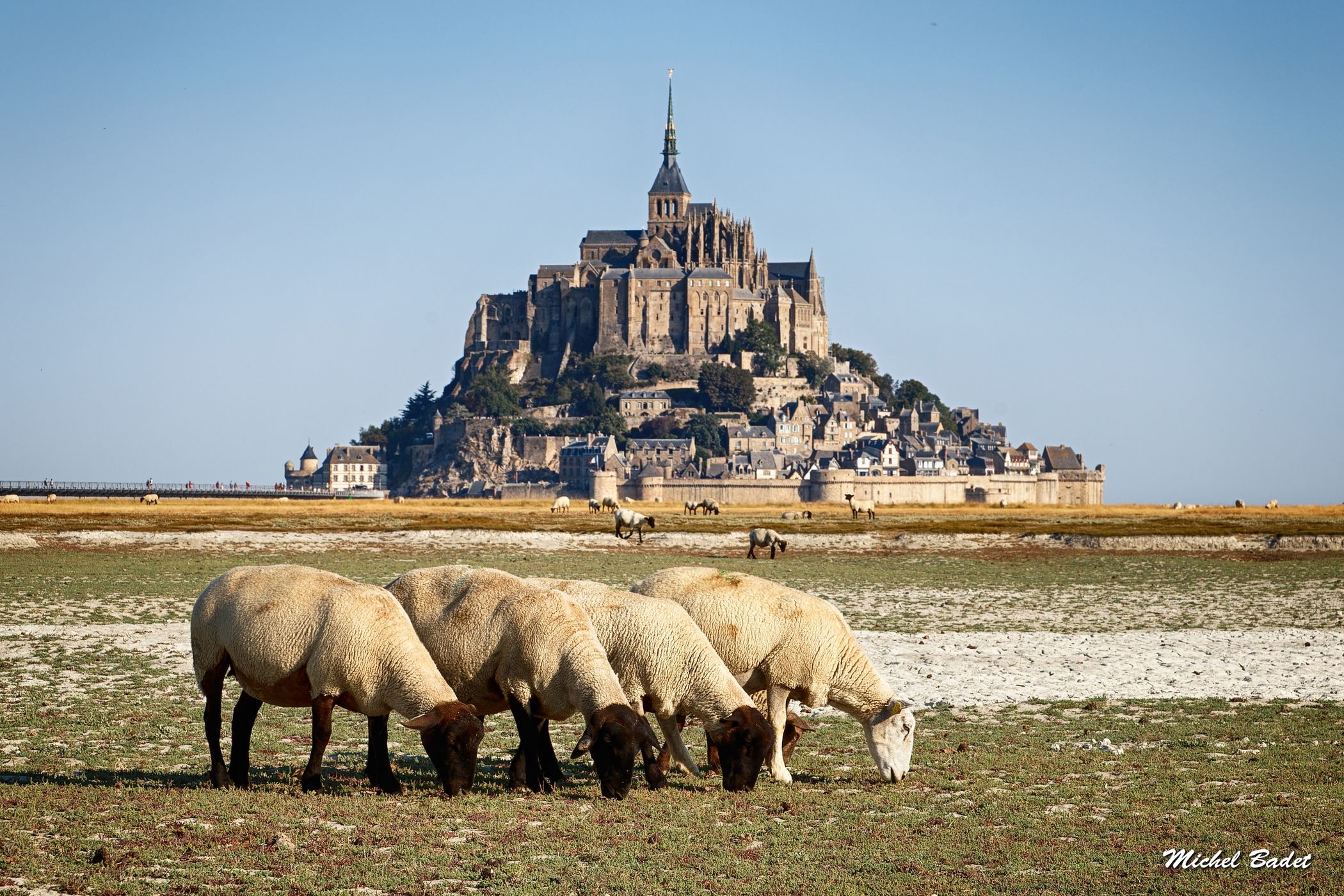 Le Mont Saint-Michel and sheeps, France