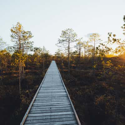 Meenikunno Boardwalk, Estonia