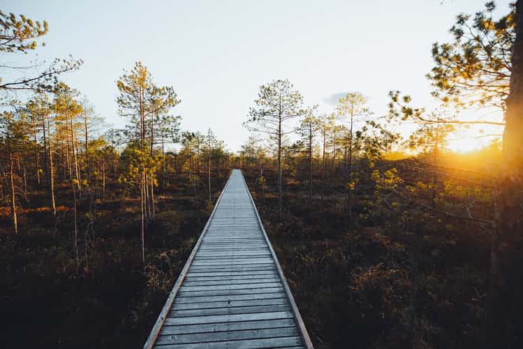 Meenikunno Boardwalk