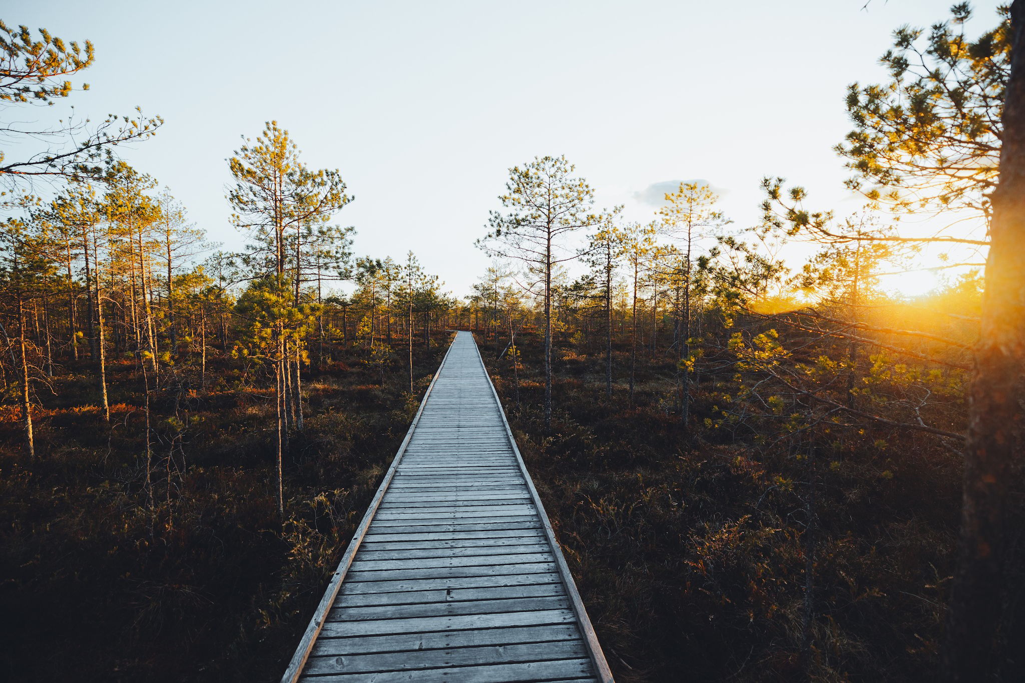 Meenikunno Boardwalk, Estonia