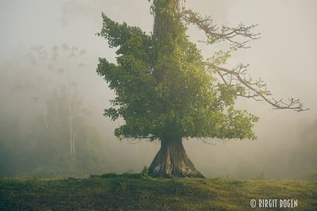 Beautiful tree at Maquenque Eco Lodge