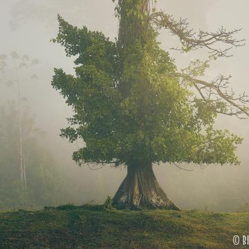 Beautiful tree at Maquenque Eco Lodge, Costa Rica