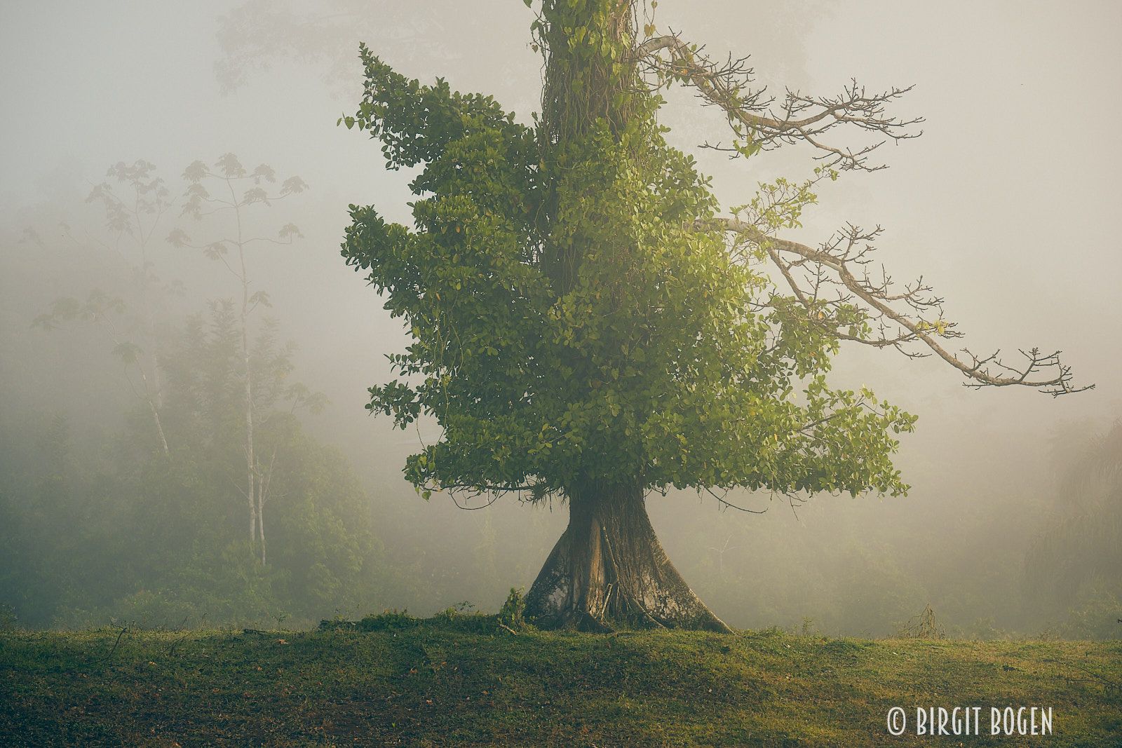 Beautiful tree at Maquenque Eco Lodge, Costa Rica