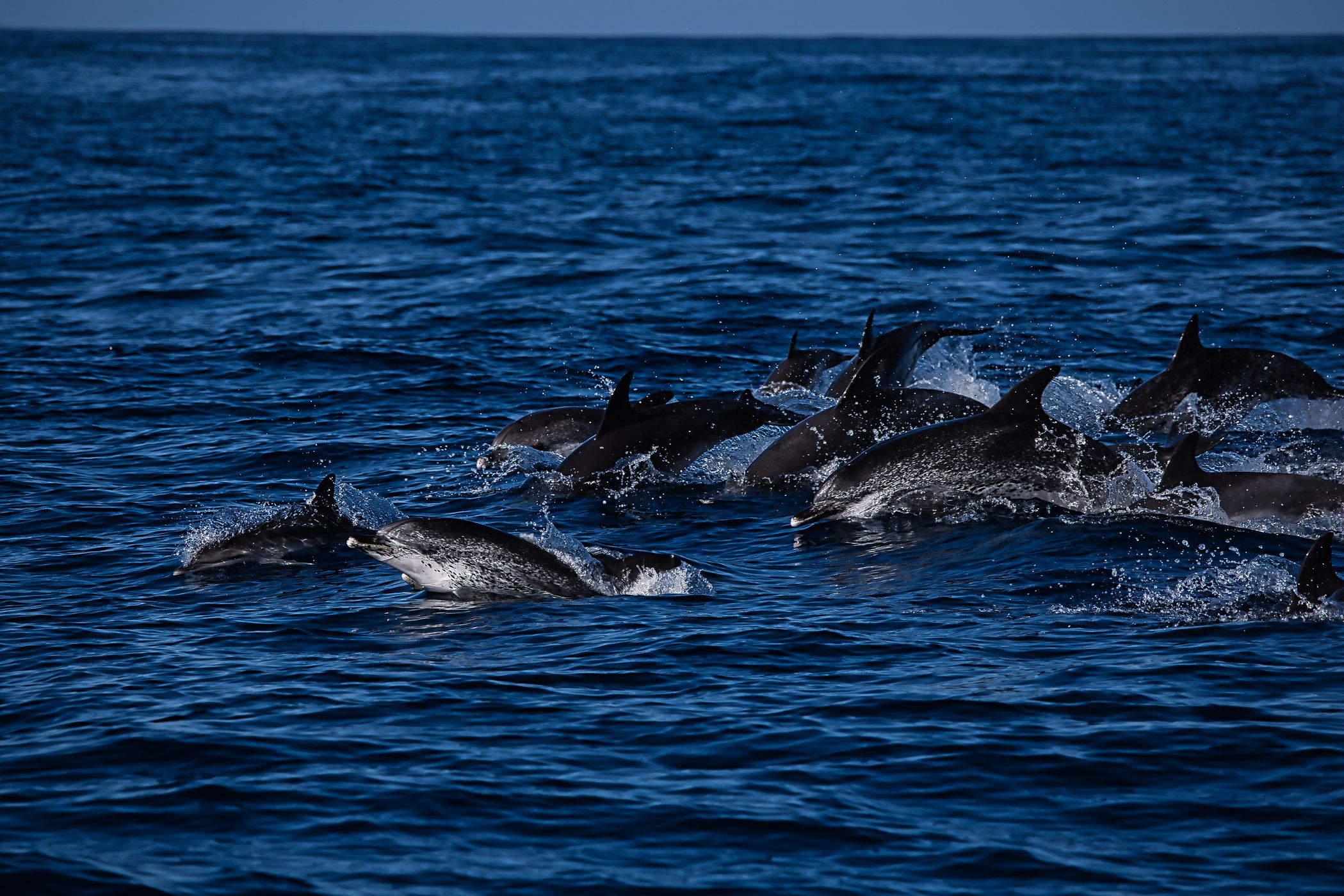 North Atlantic Ocean/ near Terceira Island, Portugal