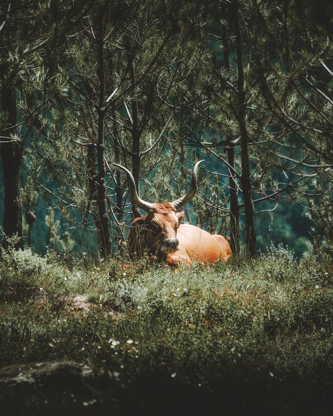 Peneda Geres National Park, Portugal