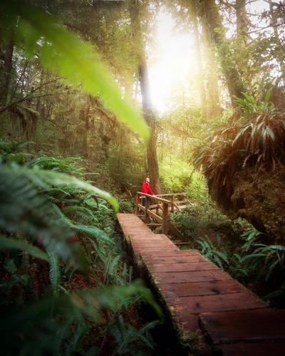 Rainforest Trail, Vancouver Island