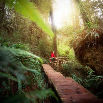 Rainforest Trail, Vancouver Island, Canada