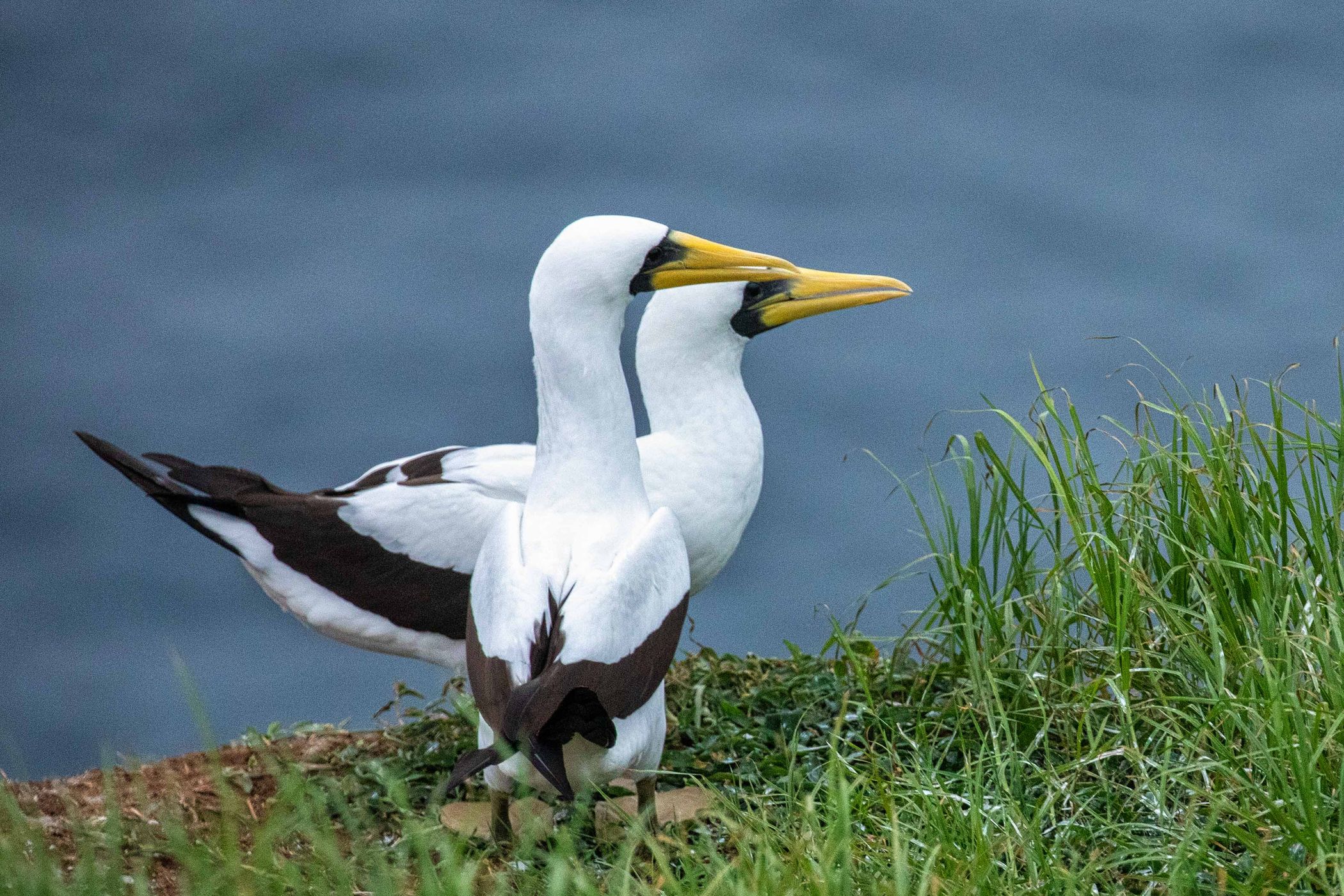 Tasman Booby, Anson Bay, Norfolk Island, Norfolk Island