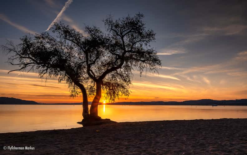 The lonely tree at Salavaux beach