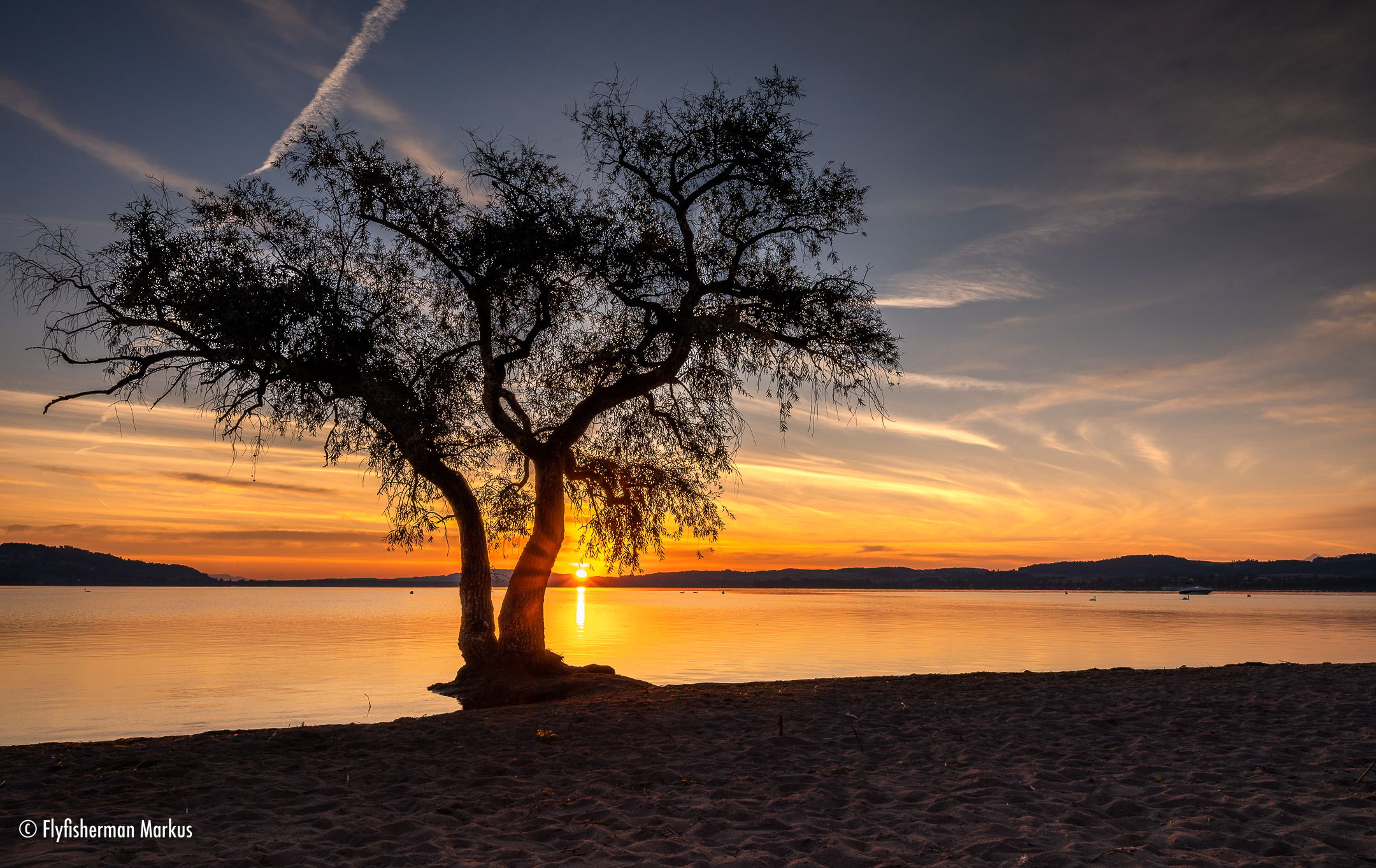 The lonely tree at Salavaux beach, Switzerland