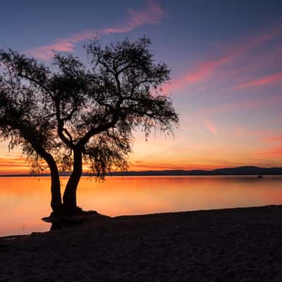 The lonely tree at Salavaux beach, Switzerland