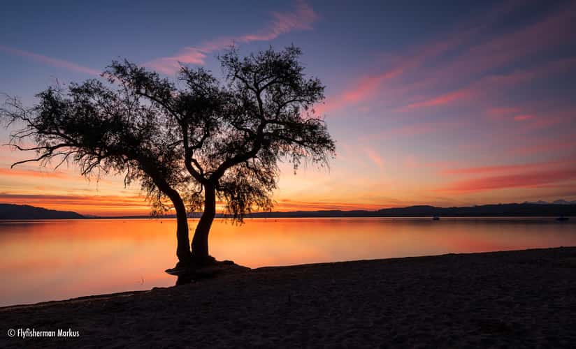 The lonely tree at Salavaux beach