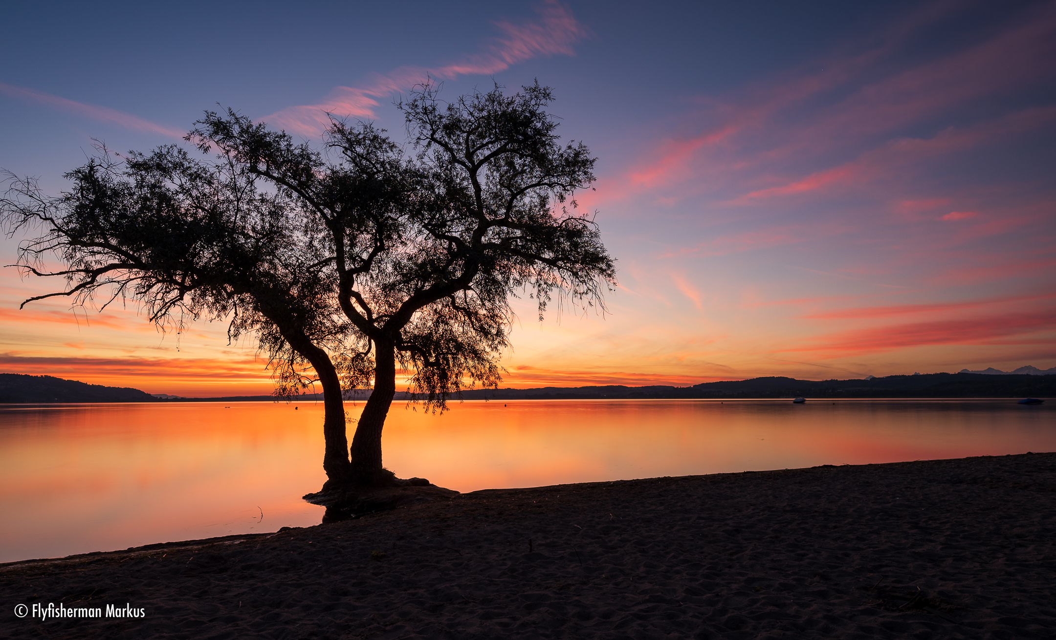 The lonely tree at Salavaux beach, Switzerland