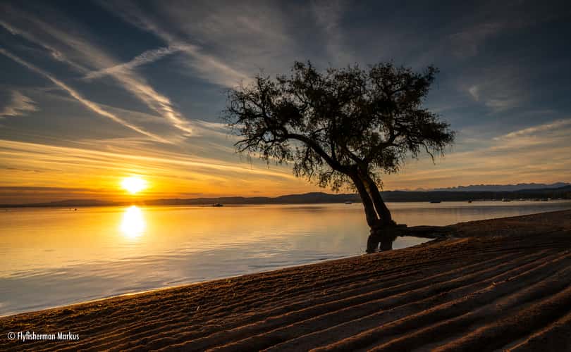 The lonely tree at Salavaux beach