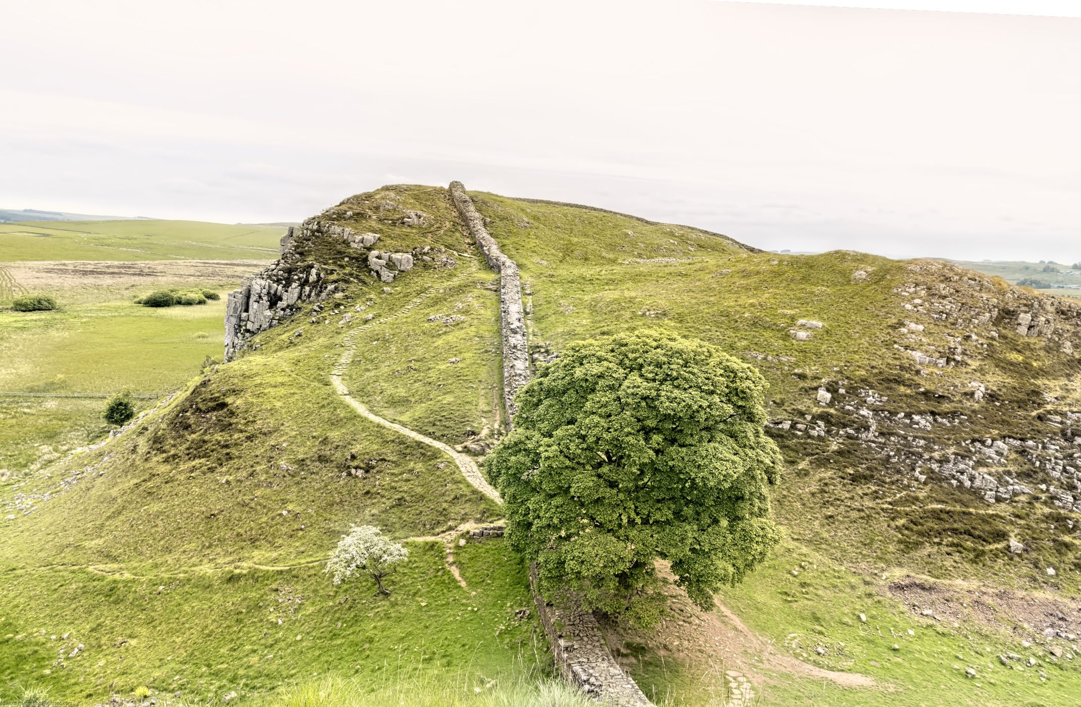 The Sycamore Gap Tree, United Kingdom