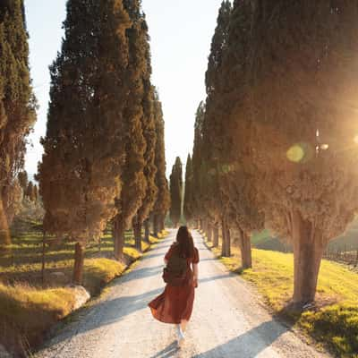 Avenue in Val d'Orcia, Italy